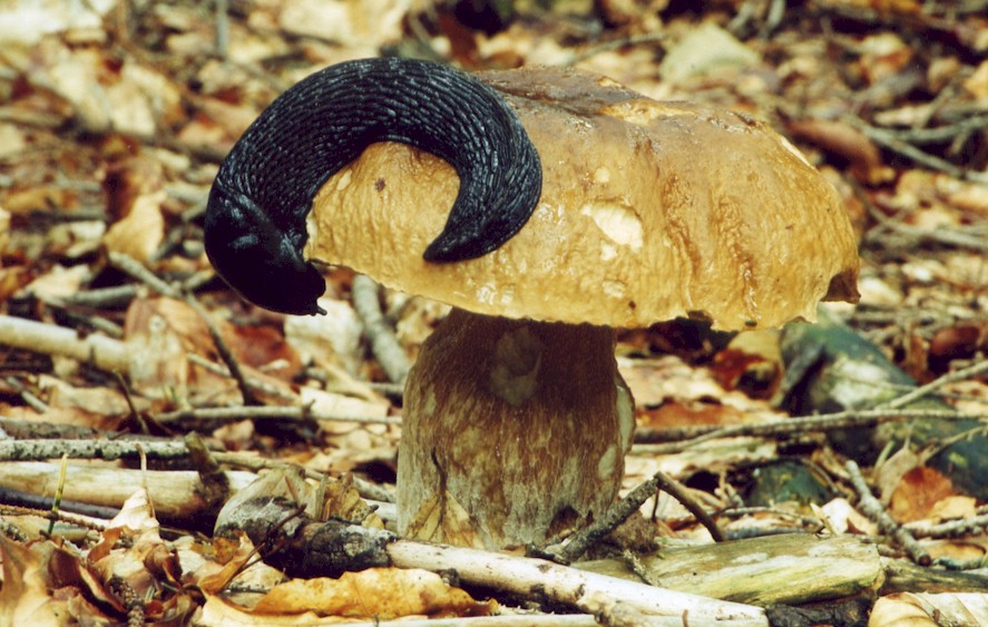 Fungivory: a lack aruion Porcini mushroom