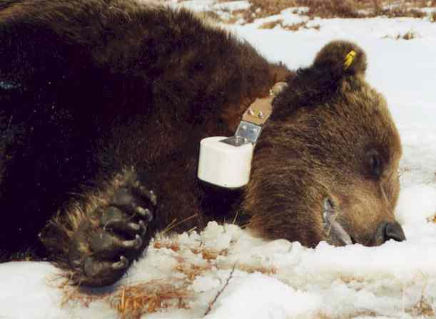 GPS GSM transmitter collar on male bear