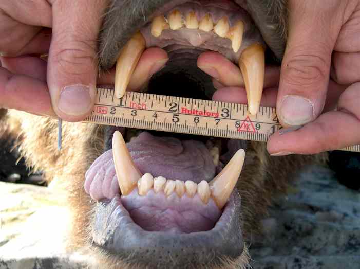 the bear's teeth are measured