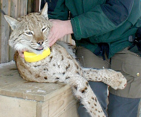 an immobilized lynx is provided with a GPS GSM transmitter