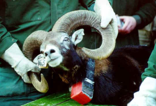 A mouflon ram is fitted with a GPS collar