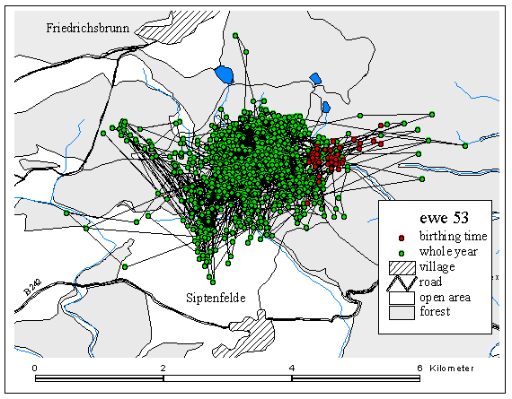 GPS fix points of ewe Nr. 53 connected in chronological order