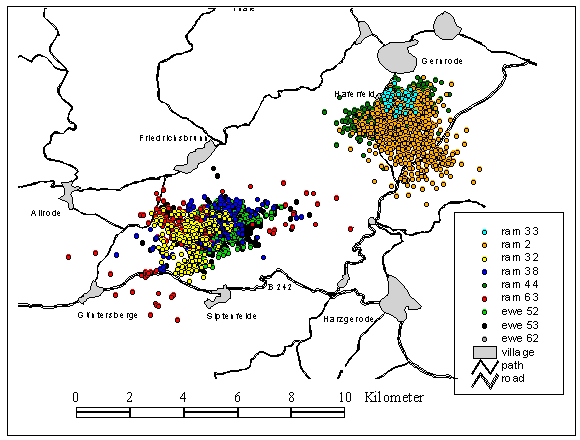 GPS location data of the tracked European wild mouflon sheep