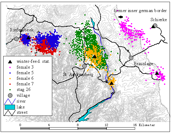 movement of GPS tracked red deer in the western Harz Mountains