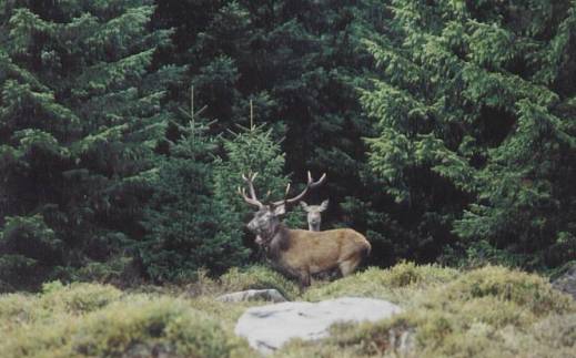 Red deer stag Nr. 26 with GPS collar in the Harz Mountains 1997