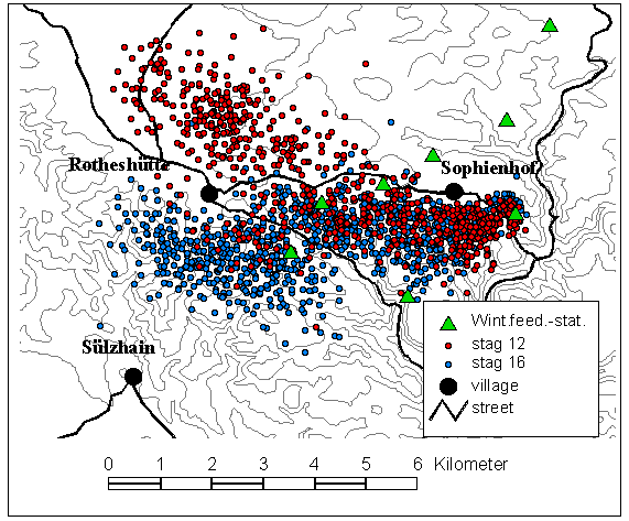 movements of cervus elaphus in winter close to winter feedings stations