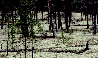 Cladonia species is an important winter food for reindeer