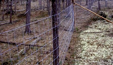 reindeer fence prevents overgrazing
