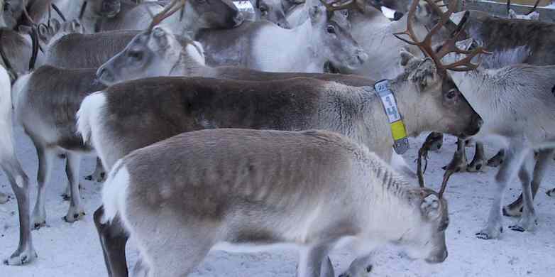 reindeer are equipped with gps collar transmitters