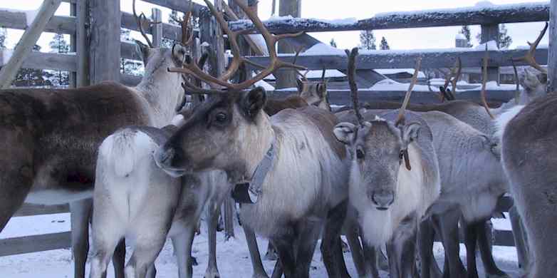 GPS collared reindeer shoertly before releasing