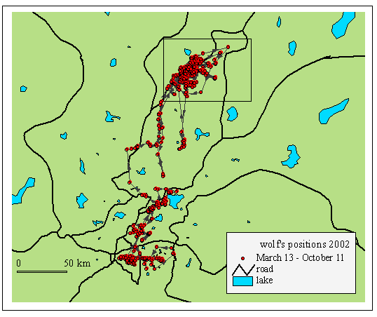Location and movement of a GPS tracked wolf in Finland