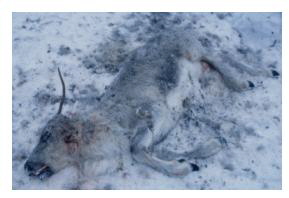 Young reindeer killed by wolves